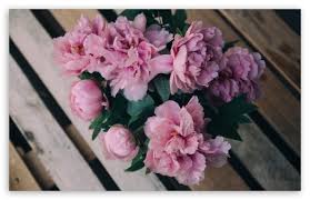pink peonies flowers in vase ultra hd