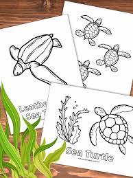 beautiful sea turtle coloring pages