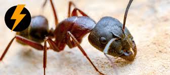 what are the most common ants in oregon
