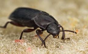 black beetles swarming people s homes