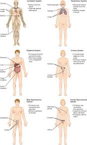 Internal (testes, vas deferens, prostate gland, seminal vesicles); 5 1 Organs And Systems Of The Human Organism Medicine Libretexts