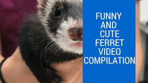Funny And Cute Ferret Video Compilation July 2018