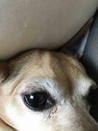 dog has developed p on upper eyelid