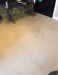 lexington ky wildcat carpet cleaning