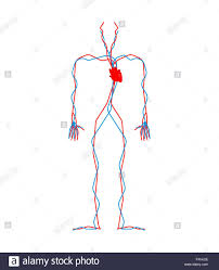 Circulatory System Heart And Blood Vessels Aorta And