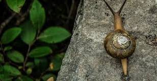 8 Reasons You Should Try Snail Slime On Your Skin — Guardian ...