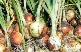 Harvesting Curing And Storing Onions