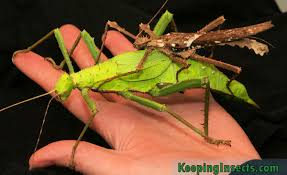 breeding stick insects keeping insects