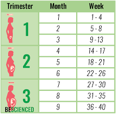 How To Calculate Pregnancy In Weeks Months And Trimesters