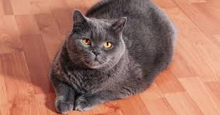remove cat urine smell from hardwood floors