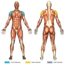 lateral deltoid exercises
