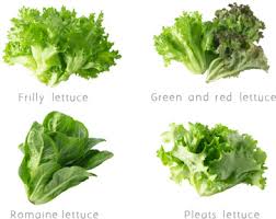romaine lettuce an overview