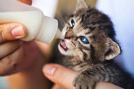 bottle feeding kittens how to safely