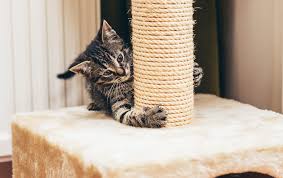 how to choose a scratching post all