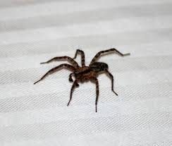 common spiders found in pennsylvania