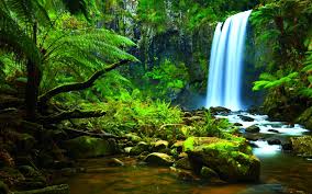 23,976 best animated background free video clip downloads from the videezy community. Free Download Amazon Rainforest Hd Background Desktop 1523 Wallpaper Iwalldesk 1920x1200 For Your Desktop Mobile Tablet Explore 73 Rain Forest Background Forest Pictures Wallpaper Amazon Wallpaper