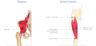 Found to either side of the groin area along the inside of the thigh, the groin muscles all find their origins on the pubic bone. Tendinitis And Bursitis Treatment Cincinnati Tendinitis Dayton Oh