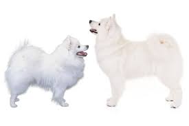 American Eskimo Dog Vs Samoyed How To Tell The Difference