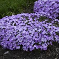phlox bedazzled lavender garden