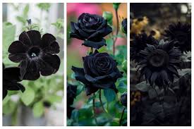 38 types of black flowers and plants