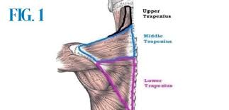 Common causes of shoulder pain include arthritis, bursitis, and fractures. Preventing Swimming Shoulder Pain Desert Ridge Lifestyles