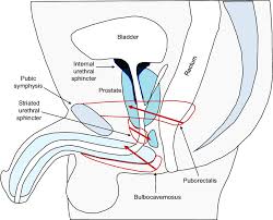 pelvic floor muscles thick arrows