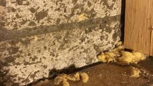 prevent mold growth on concrete