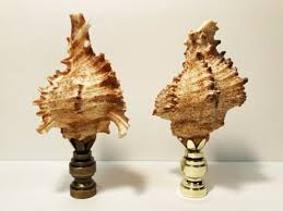 Lamp Finial Sea Snail Shell W Polished