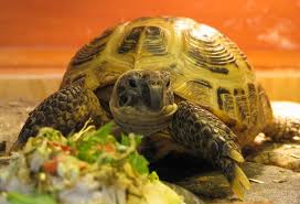 russian tortoise care sheet t