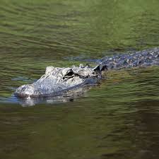 Alligator Kills 88-Year-Old Woman in South Carolina - The New York Times
