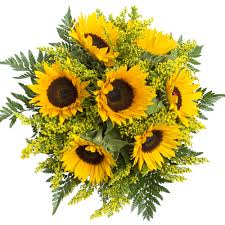 Take one look at a gathering of sunflowers and it's not hard to see why these flowers attract so much attention. Sunflower Bouquet Delivery The Many Benefits Floraqueen