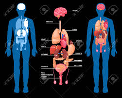 The body is the middle portion. Human Anatomy Layout Of Internal Organs In Male Body Isolated On Black Background Vector Illustration Royalty Free Cliparts Vectors And Stock Illustration Image 94305949