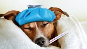 how do you know if your dog has a fever