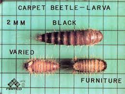clothes moths and carpet beetles