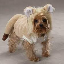 Pet Dog Lion Canine Casual Costume New Size Medium Ebay