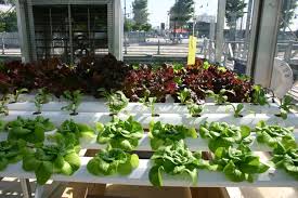 Hydroponic gardens can be fun and easy so try one and you might be hooked. How To Grow Food With Hydroponics