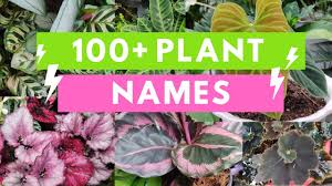 plant names and pictures plant