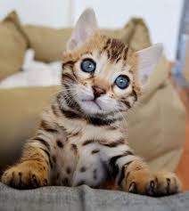 Advertise, sell, buy and rehome bengal cats and kittens with pets4homes. 9 Bangal Cats For Sale Ideas Bengal Cat Kittens Cats