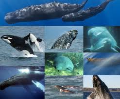 Cetacea Wikipedia