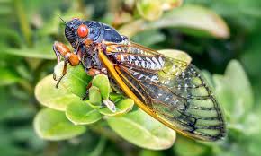 Most cicadas appear every year in late june through august, while others emerge only every few years. Cicadas Are Coming Lurvey Landscape Supply