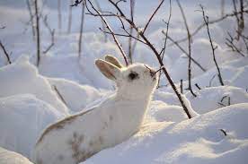 Winter Foods For Rabbits