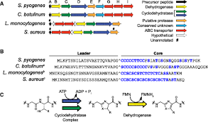 The modified sls is used by the existing linkset and link selection algorithms to select a linkset and random sls of ansi is based on the incoming linkset parameter with the value of global option set. Identification Of The Minimal Cytolytic Unit For Streptolysin S And An Expansion Of The Toxin Family Springerlink
