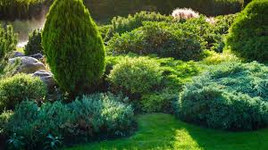 27 evergreen shrubs that look good year