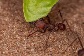 atta leaf cutter ant of the genus atta