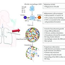 In most forms of the disease, the bacillus spreads slowly and widely in the lungs, causing the formation of hard nodules. Pathogenesis Of Tuberculosis Tb Pathogenesis Can Be Divided In Four Download Scientific Diagram