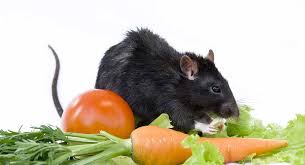 can rats eat tomatoes safely as a snack
