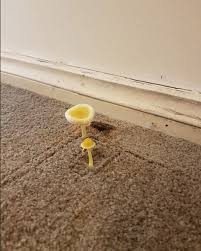 Mold With Mushrooms Growing In Home