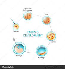 Embryo Development From Fertilization To Zygote Morula And