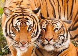 Международный день тигра. Международный день тигра.