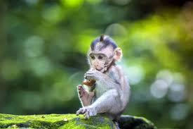 cute monkey